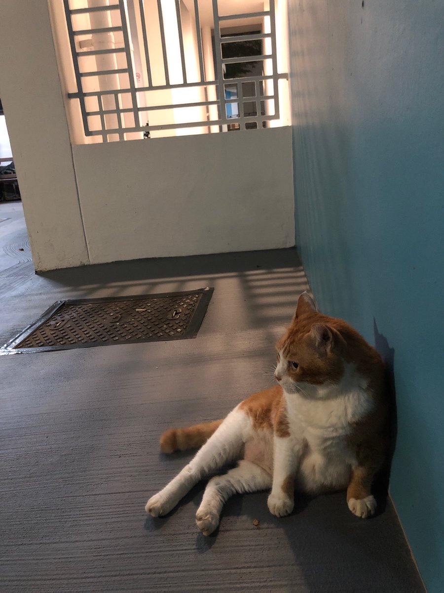 mirrors4gorgons's tweet photo. tiger would like to gently remind you that based on the experience he’s gained over the past 15 years, resting &amp; cuddles are v important too 🥺

#CatsForRaeesahKhan #CatsForRaeesah #IStandWithRaeesahKhan #IStandWithRaeesah https://t.co/lXpQKBNPYv