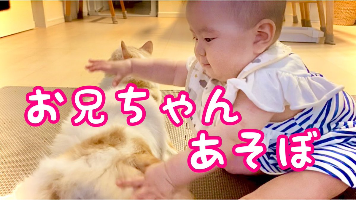 くうの日常 Catkuumaru Twitter くうの日常 Catkuumaru Twitter