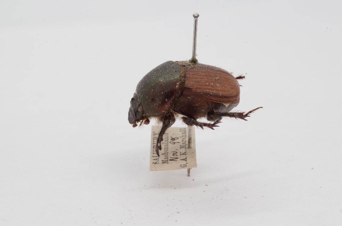 InsectaThe's tweet photo. Can anyone help ID this beautiful bug for me, please? It’s from South Africa, collected in the late 1800s. I can provide further photos if needed. #Entomology #beetle #insect #insectID #insecta #entomologist #help #pleasehelp https://t.co/f29guc4gKa