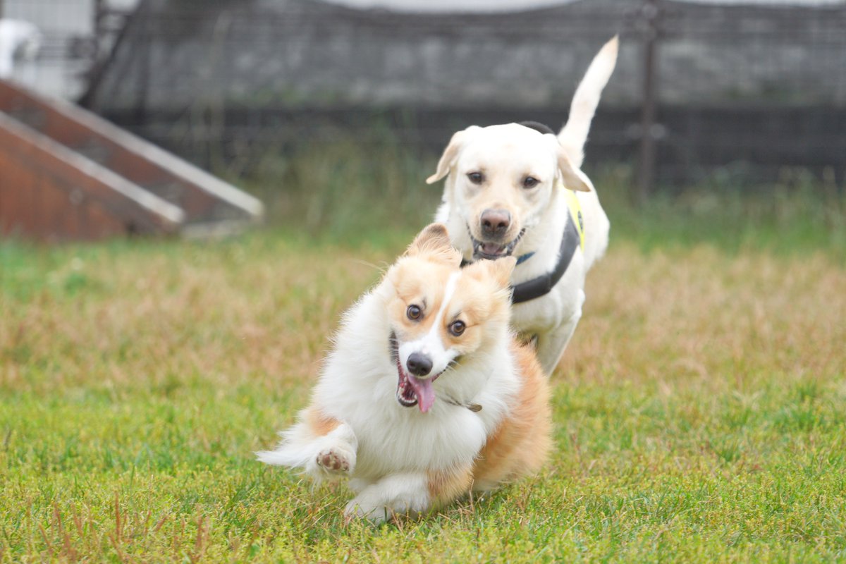 仲良しディーノくんもしばらく見ないうちに大きくなったね♬
久しぶりではじめは警戒されたけど、最後はたっぷり遊べました😊