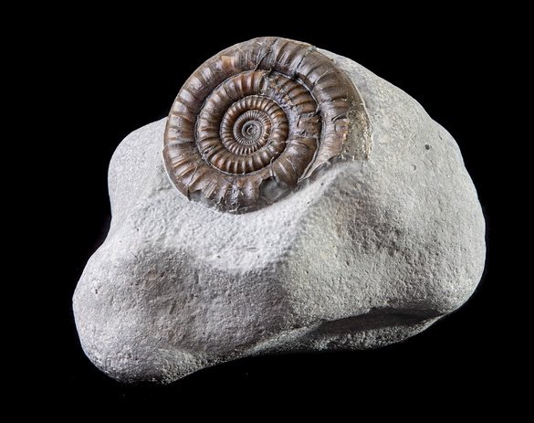 jurassicguides's tweet photo. I found this rock on the beach at Charmouth this year and recently prepped the matrix to reveal this rather stunning Ammonite. This species is called ‘Echioceras simile’ and is a rarer specimen from the ‘Echi’ family. I kept prep to a minimum to compliment it’s natural shape! https://t.co/imMvjtnpQB