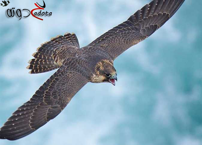 شرايكم نطير الصقر يتمقنص  ..
الله مع الصقر يرعص رتويت   ..