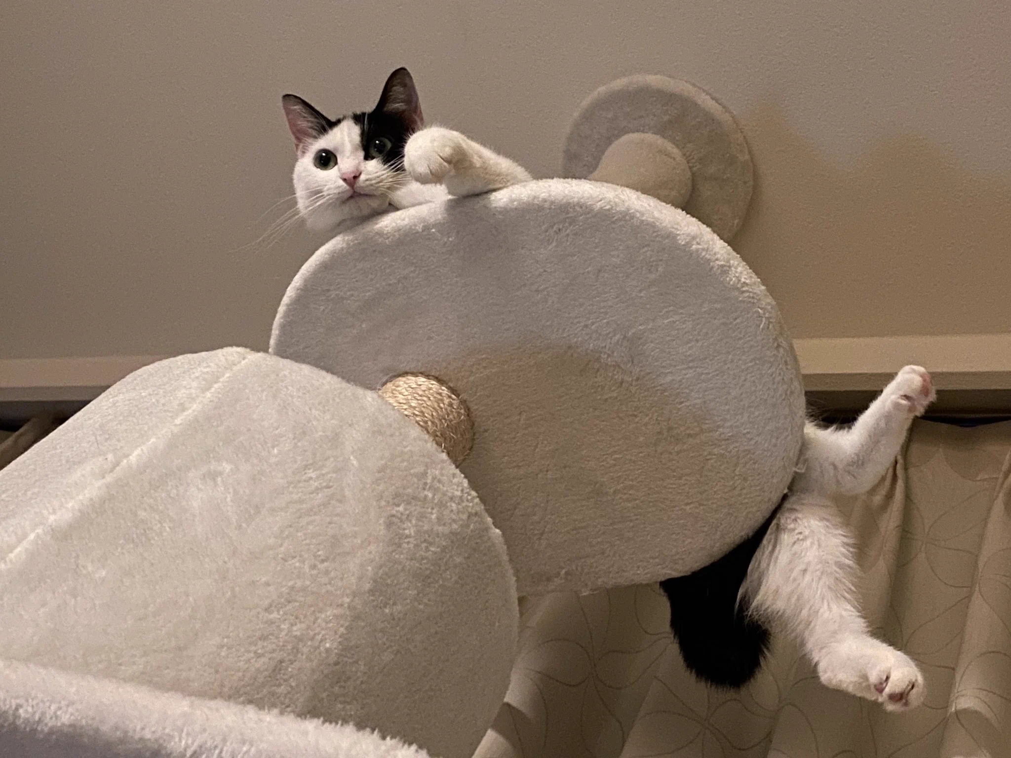 猫語翻訳が面白い！気になって使ってみたら喧嘩を売られていたことが判明！
