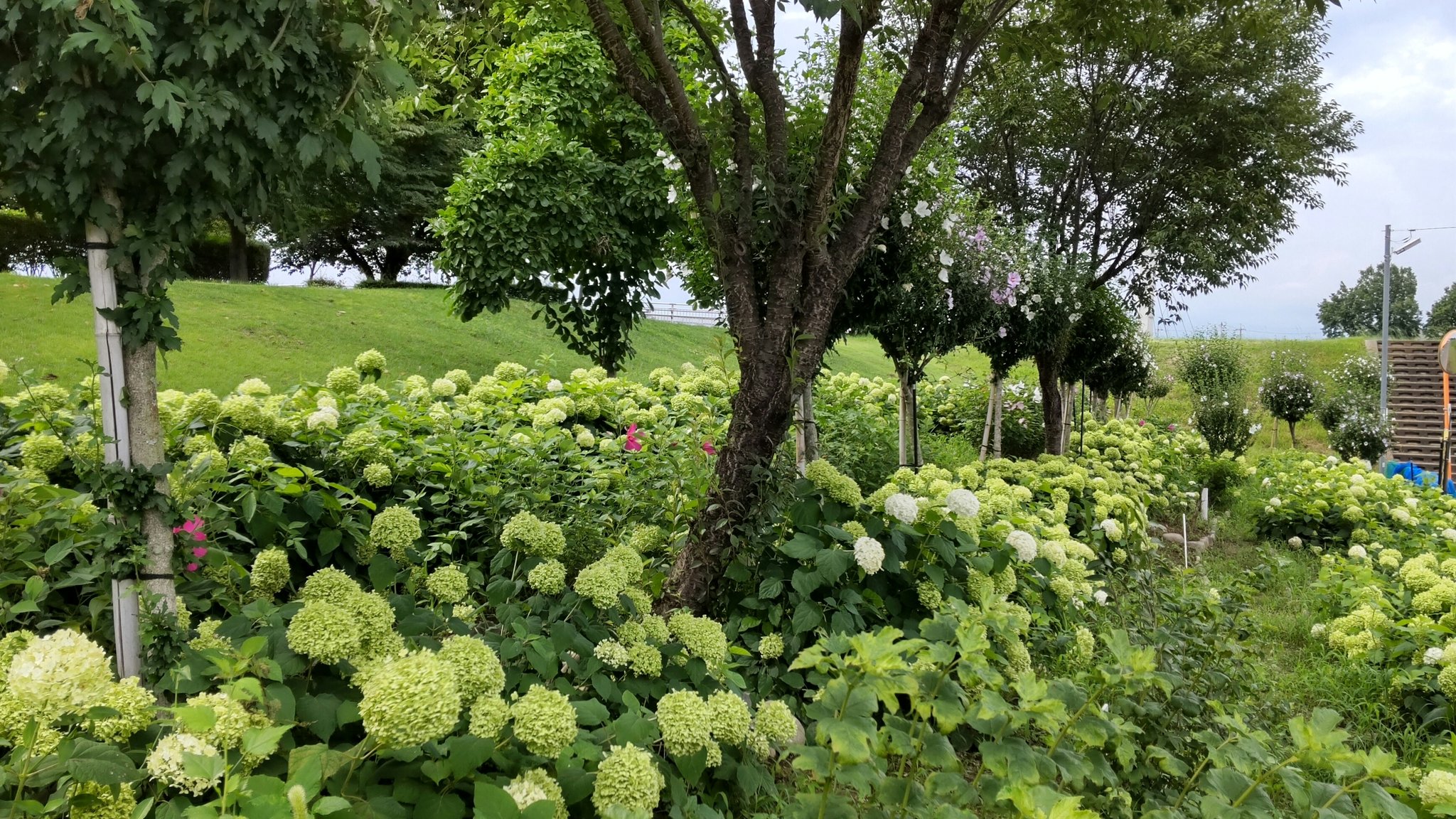 日本花名所千景 Japan87flower Twitter