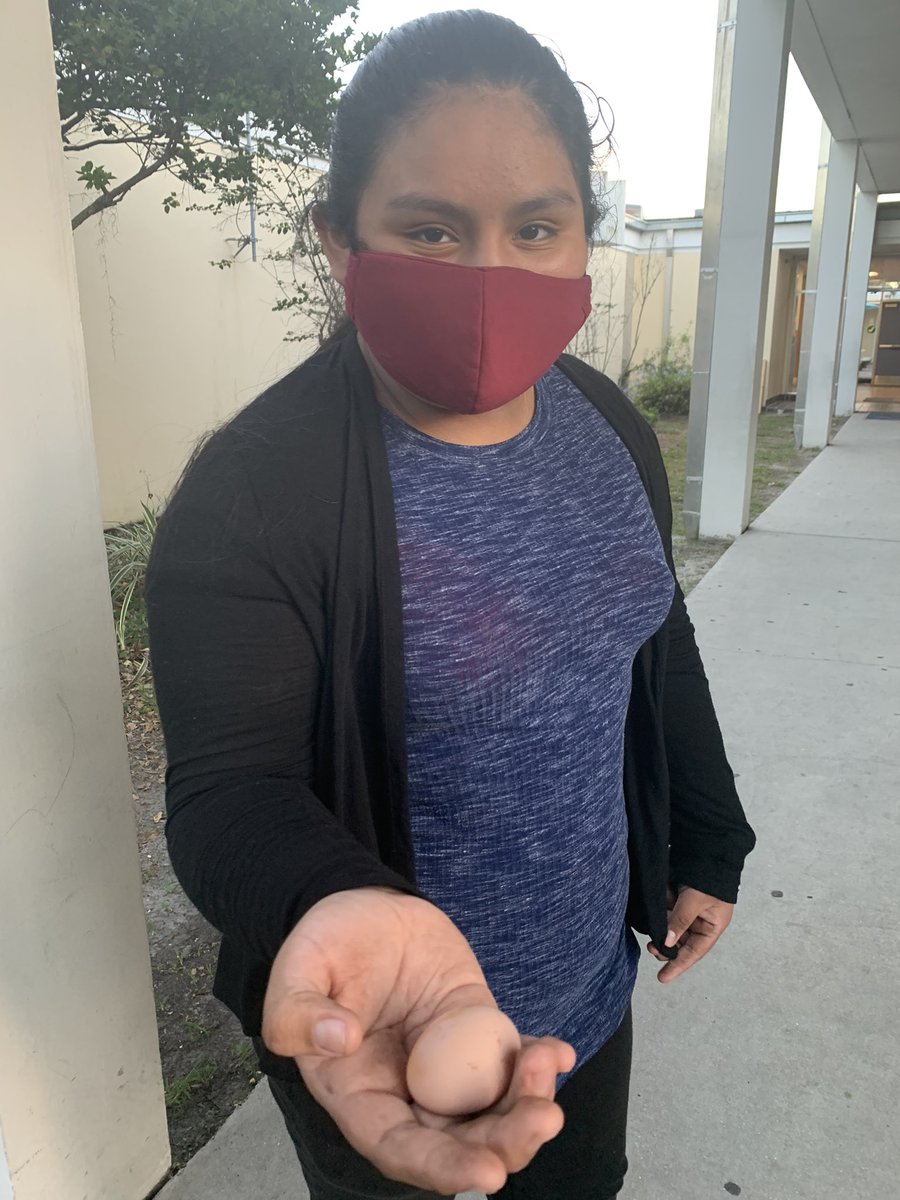 #ChickenTenders @MortElementary are back in the egg business. 🥚 <a href="/TransformHCPS/">HCPS Transformation Network</a>