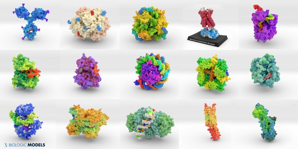 BiologicModels's tweet photo. Scientific models of proteins transform the invisible beauty of the molecular universe into tactile learning experiences. Submit a #3DPrint request and transform your favorite protein into a hand-held #BiologicModels @caseysteffen #biotech https://t.co/ImzsfHRxbs https://t.co/oVKTiOI4qb