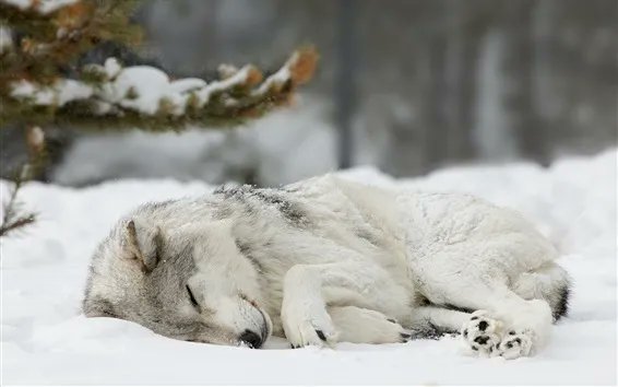 Nolcan1's tweet photo. FELIZ DÍA INTERNACIONAL DE LOS ANIMALES!!!!! https://t.co/GIKTIzI9xk
