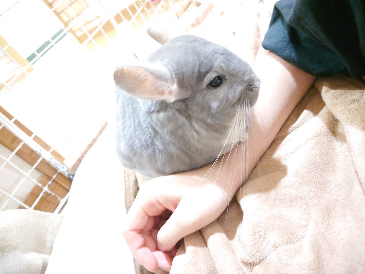 Csumirechan1215's tweet photo. 甘えん坊ちゃんなので飼い主の腕で一息つくのですd(^q^).｡o(尊い)

#チンチラ https://t.co/IkxPUGV6PG