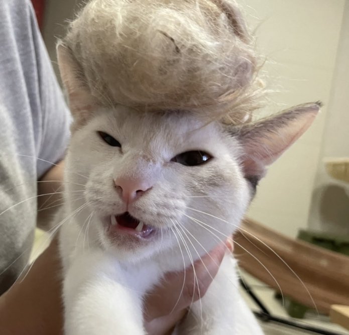 しっぽ短い Twitter Search Twitter しっぽ短い Twitter Search Twitter