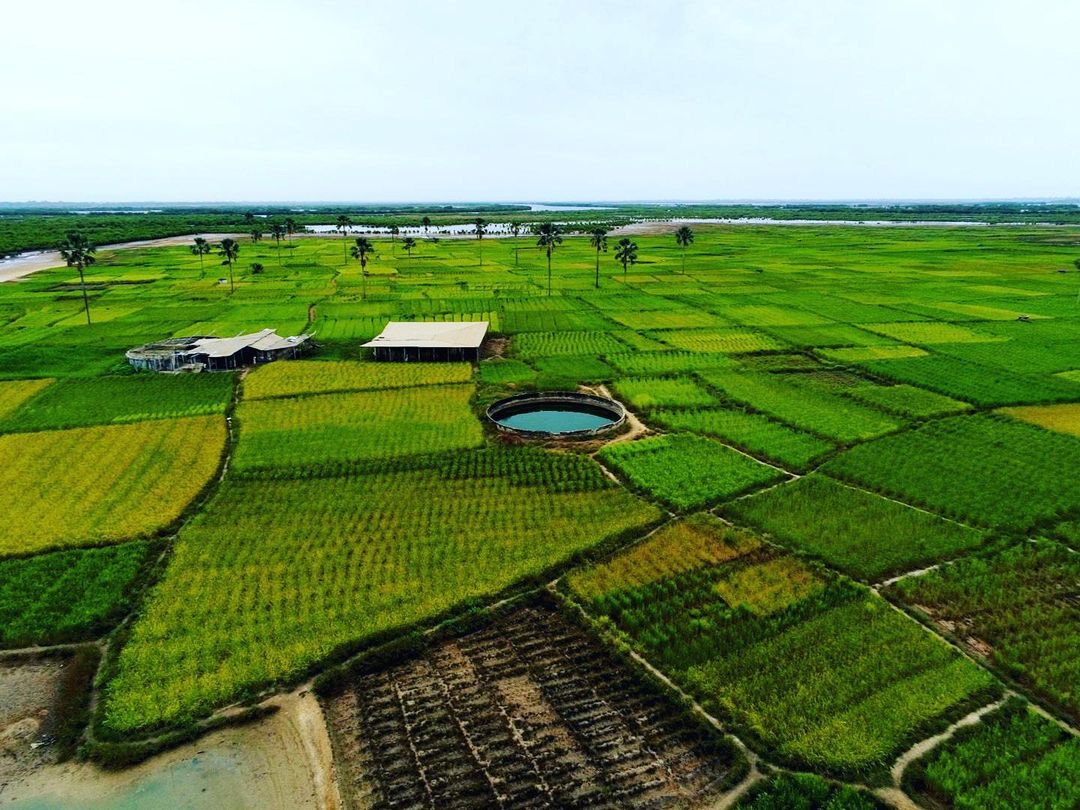 SmcNegoce's tweet photo. Good morning from Sénégal ❤🇸🇳
📍Casamance 
#naturelovers #riziere #travelafrica #tourism #ilovesenegal #galsen #casamance #casa #senegal #africa 📸 @la_verte_casa https://t.co/fAZY9sT7pA