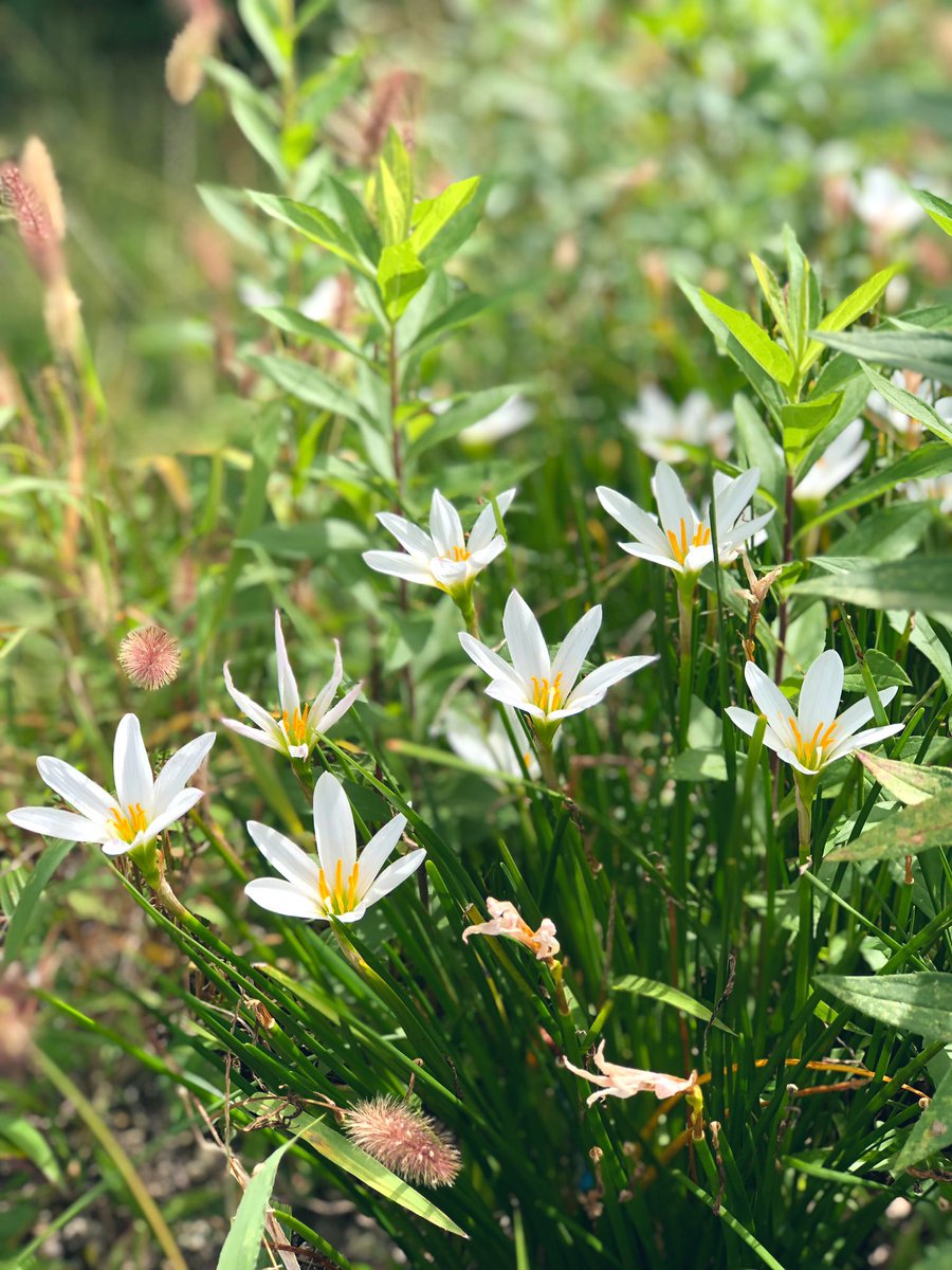 Top Tweets For Zephyranthes Twstalker