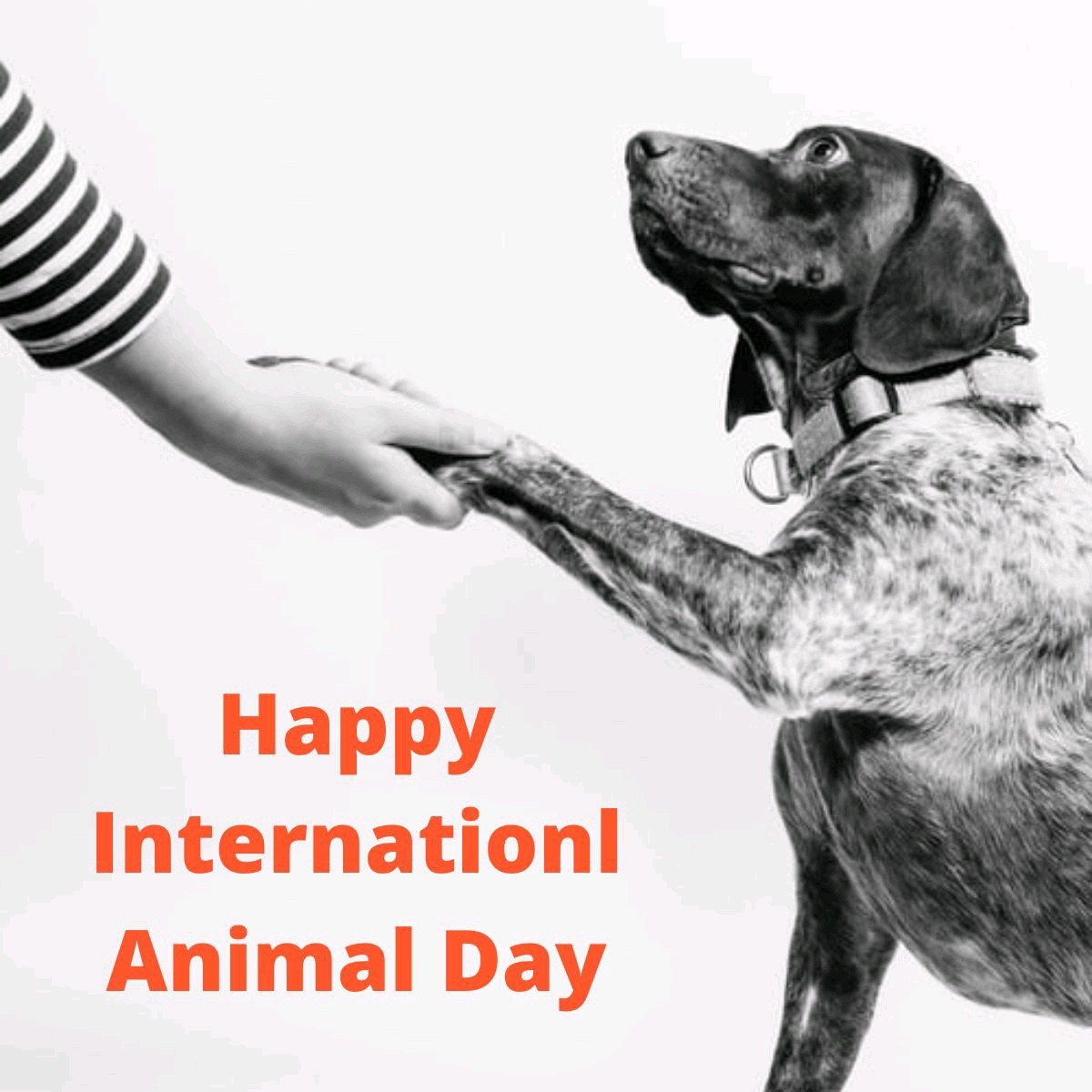 Happy International Animal Day!