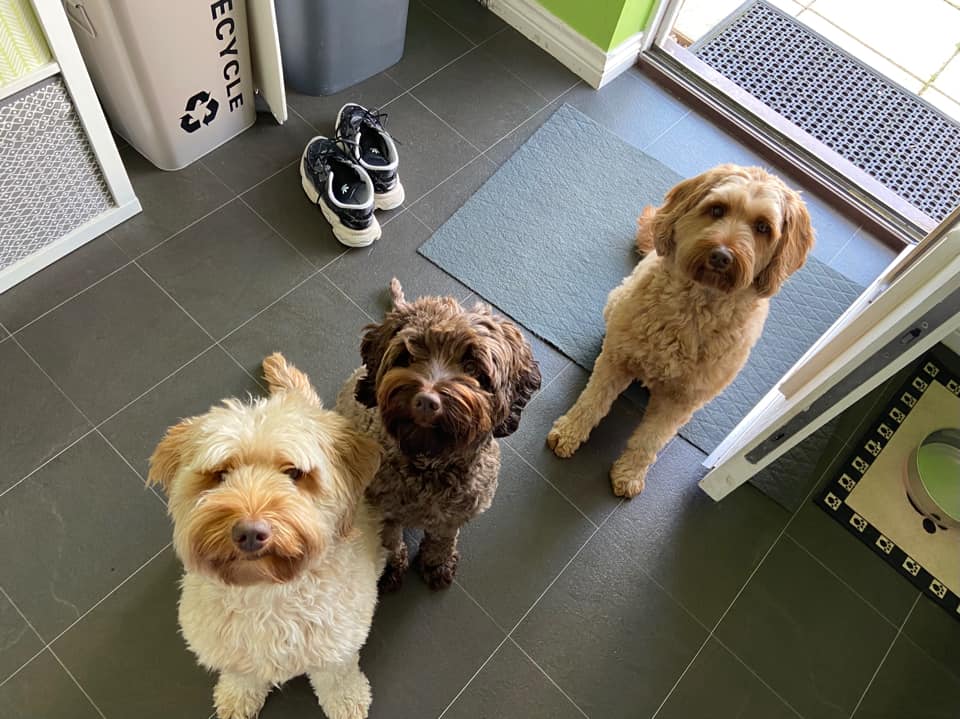 Could you tell that it's dinner time? 👀🍗