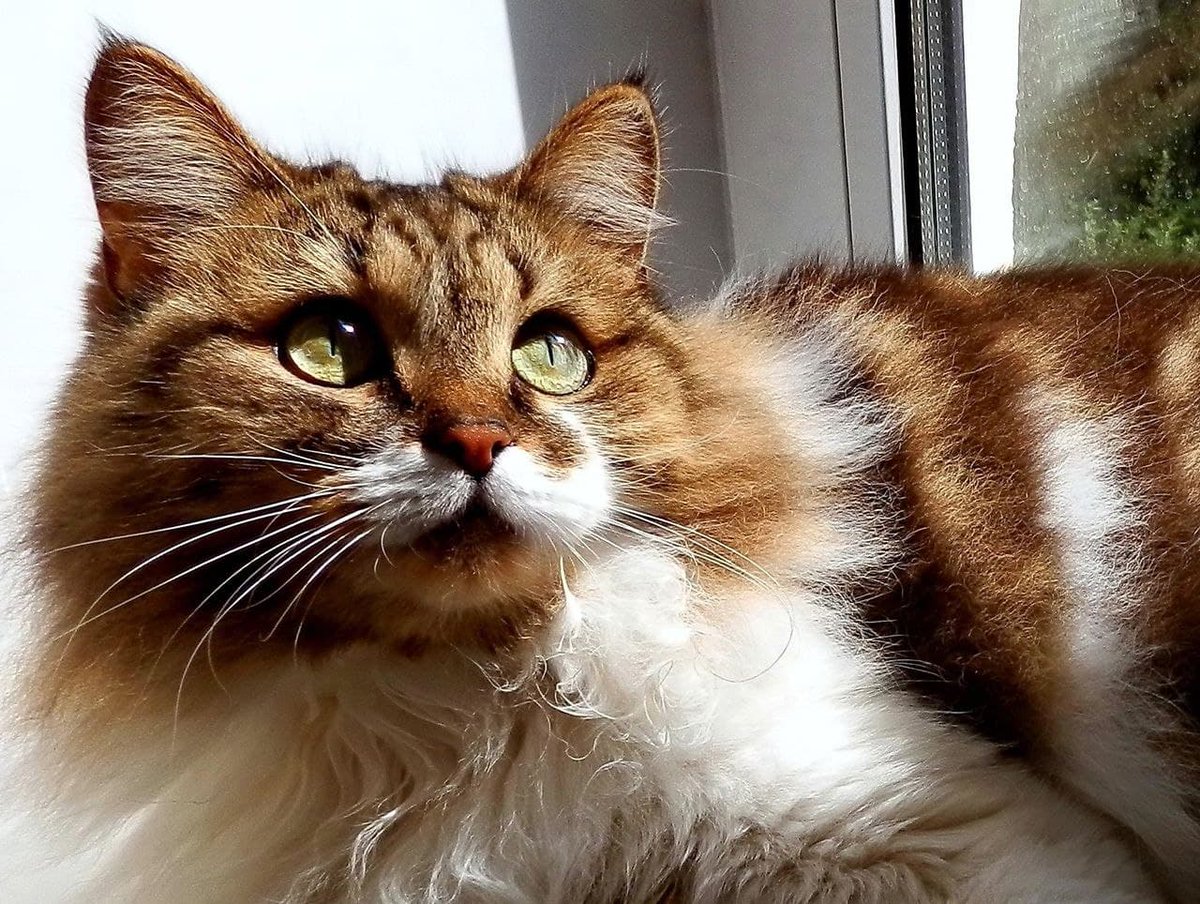 This cutie has eyes like two emeralds, am I right? :)
Author: u/JessicaBoyko1
reddit.com/r/cats/comment…
via r/cats