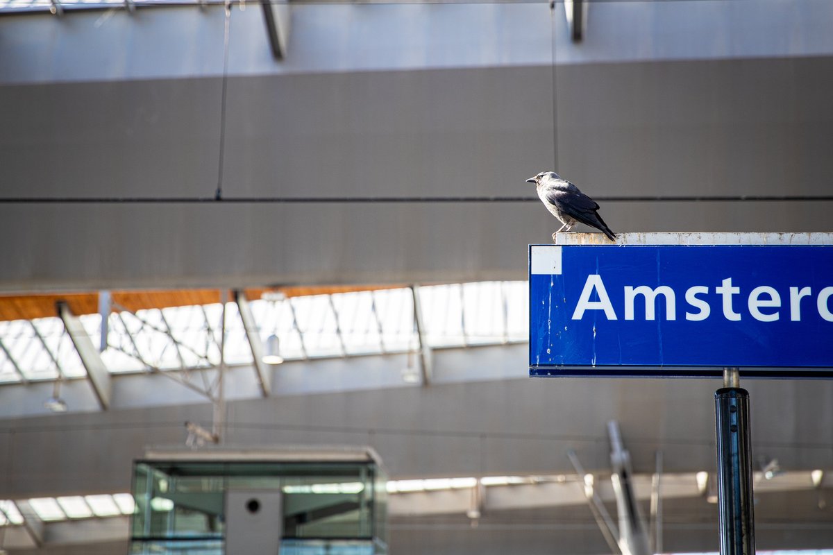 🐦 Trainspotting …