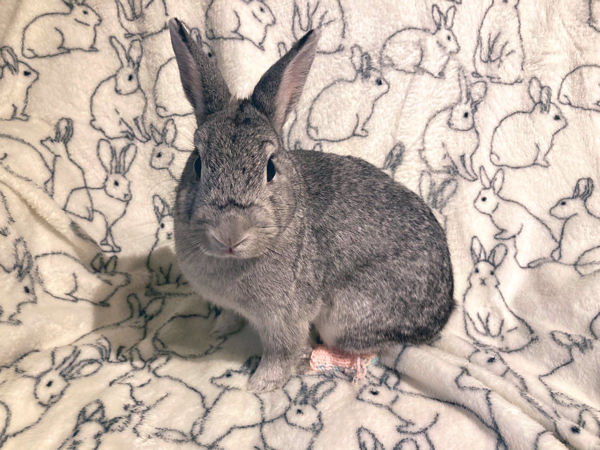 ソアホック Twitter Search