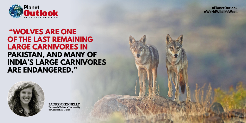 On #WorldWildlifeWeek hear the story of India's Wolves from <a href="/laurenhennelly1/">Lauren Hennelly</a>, PhD. <a href="/ucdavis/">UC Davis</a>.

Watch the full conversation: youtu.be/RjctG86c9Xc

Visit – planet.outlookindia.com
And Follow us on <a href="/planet_outlook/">PlanetOutlookIndia</a> 

#wildlife #conservationofwildlife #indianwildlife