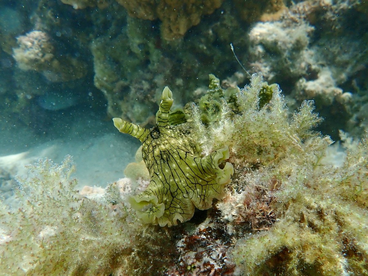 Dr. Tania Kenyon tweet media