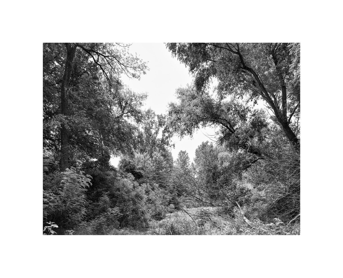 marcointroini's tweet photo. Bosco come Patrimonio
Riserva confluenza del Tanaro
© Marco Introini_Alluvioni Cambiò_2021.06
#marcointroini
#tanaro
#boscocomepatrimono #woodsasheritage
#bosco #woods
#forest #foresta
#mappingwoods
#landscapephotography #architecturephotography #fotografiadipaesaggio https://t.co/XO48yZlLgp