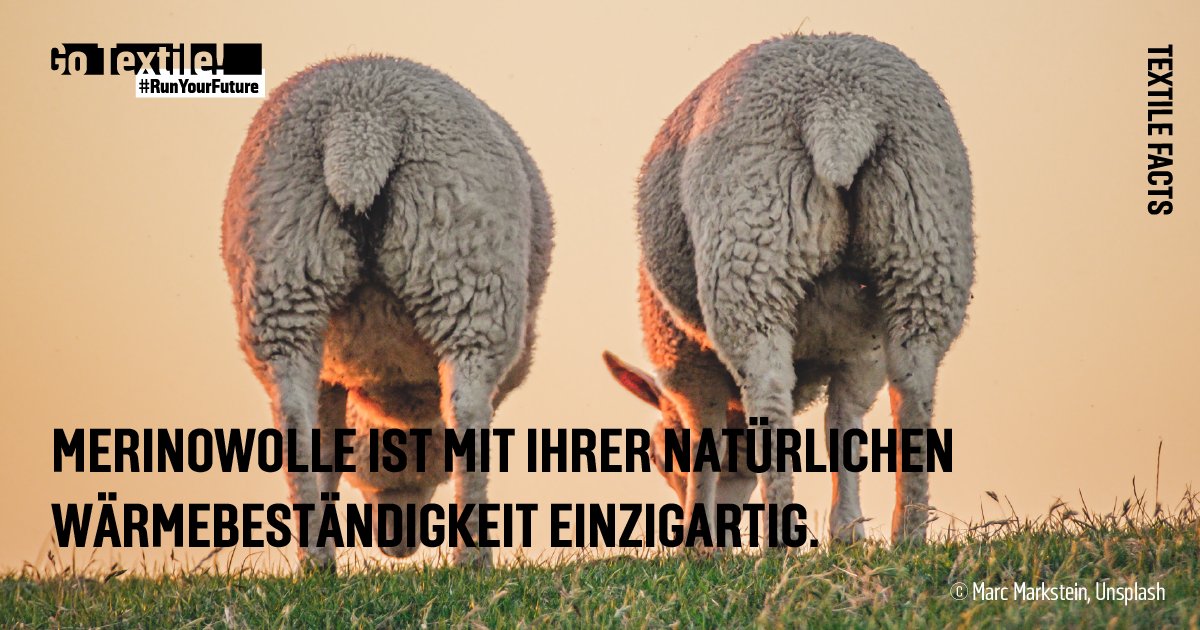 go_textile's tweet photo. Wusstest du’s? 🐏 #Merinowolle vom Merinoschaf ist dreimal weicher als #Naturseide, fünfmal elastischer als #Baumwolle und besitzt mit seinem Lanolingehalt antibakterielle Eigenschaften, die pflegend für die Haut sind. Und das Beste: Sie nimmt kaum Gerüche auf. 😎
#textilefacts https://t.co/cyWSKiUAgp