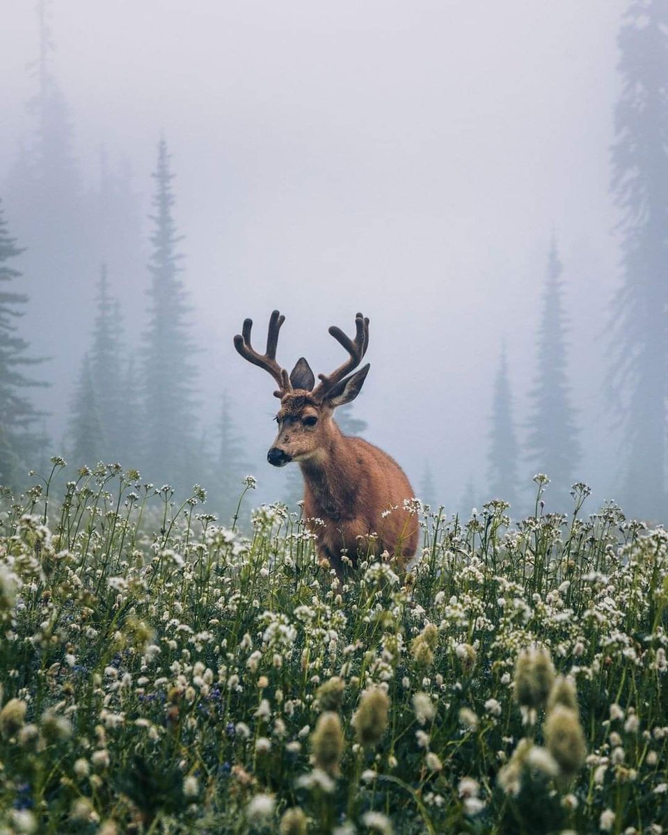 MonicaDrie's tweet image. Mount Rainier National Park ⛰️🦌