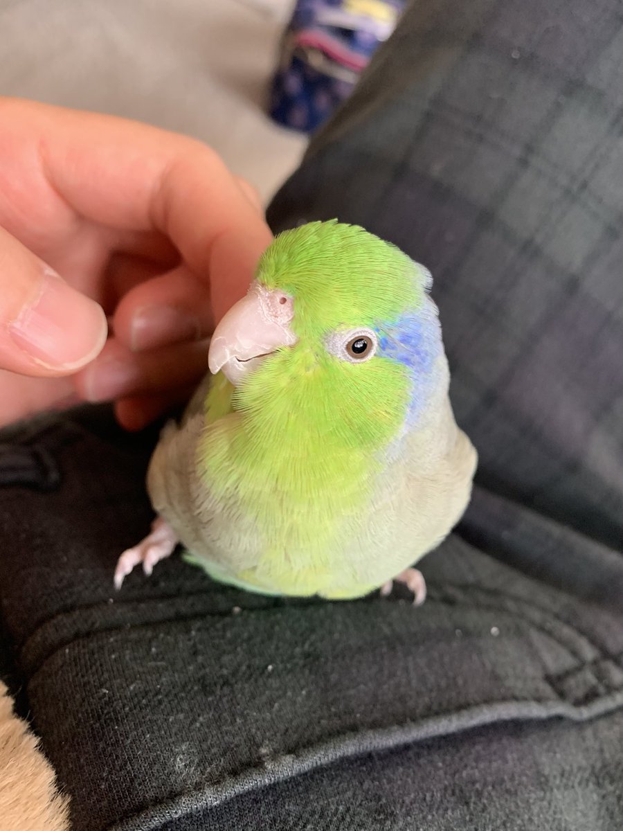 siina_bird's tweet photo. 🍀まめた(マメルリハ オス)
🍑もも(コザクラインコ オス)
実家のまめと我が家のもも、飼い主好き好き男子達を愛でる社会人です🥰
無言フォローでもOKです！
 #鳥好きさんと繋がりたい #コザクラインコ #マメルリハ https://t.co/DoxZC5yf0J