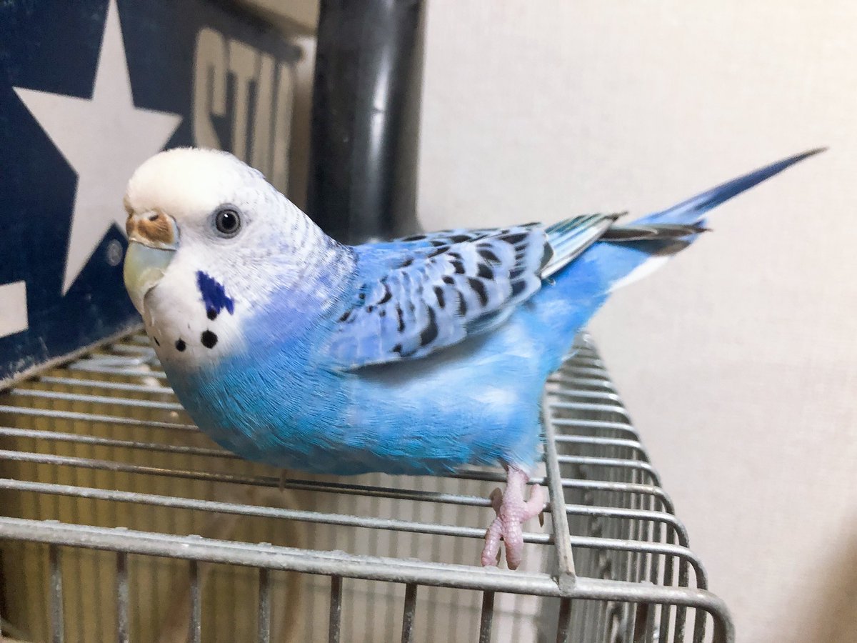 シャチホコ。 発情期のポーズ。 #セキセイ #インコ