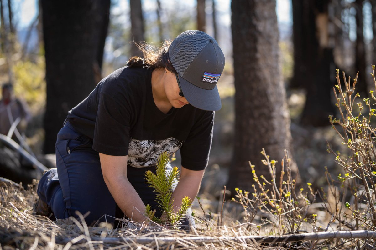 AmigosPatagonia's tweet photo. ¿Quieres convertirte en Guardian o Guardiana del Bosque y plantar un árbol nativo en el Bosque Patagónico? Haz  click en https://t.co/0Por91wWzR 
Solos plantamos árboles, juntos #HacemosBosque https://t.co/MDTObENx7w