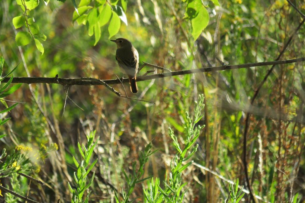 BiodiversosU's tweet photo. Durante estas semanas las aves migratorias se mueven a sus cuarteles del sur a pasar el invierno. En la @URJC de #Móstoles (y en otras zonas verdes) podemos ver especies como el colirrojo real y el papamoscas cerrojillo que sólo aparecen en su migración @ESCET_URJC @SEO_BirdLife https://t.co/H8bE2i11gG