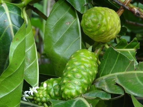 ನೋನಿ ಕೃಷಿ- How To Grow Noni Fruit, 58% OFF