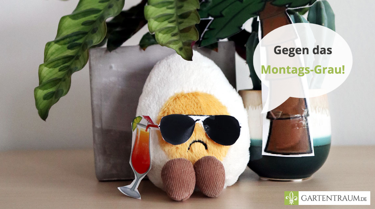 Unser heutiges Montags-H🥚light? Strandfeeling im Büro und lustige Sprüche gegen den Wetter-Blues 🌴😎! Unser optimales Workout für die Lachmuskeln findet Ihr hier:
gartentraum.de/magazin/lustig… #gartentraum #witzig #Montagslaecheln