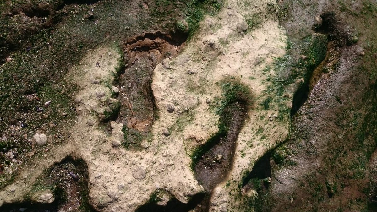 TARZN13's tweet photo. @RevistaNatGeo Al final de la nota hay un link a otra sobre huellas descubiertas de 23.000 años de antigüedad.
Yo encontré en Santa Clara de la misma época, y los del museo local dijeron que no podían ser dado que en esa época no había seres humanos en América. https://t.co/MNLzzf30yo