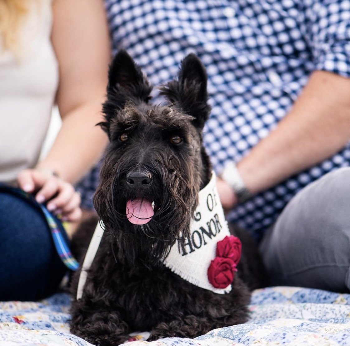 HelloHazelCo's tweet image. Still loving these sweet #dogofhonor pics! I don’t think there’s many things that can bring a big life event together like a furry family member can. Beautiful, thank you!!! 🐶💕

#dogs #wedding #engagement #dogbandana #dogaccessories #weddingideas #dogsofinstagram #smallbusiness