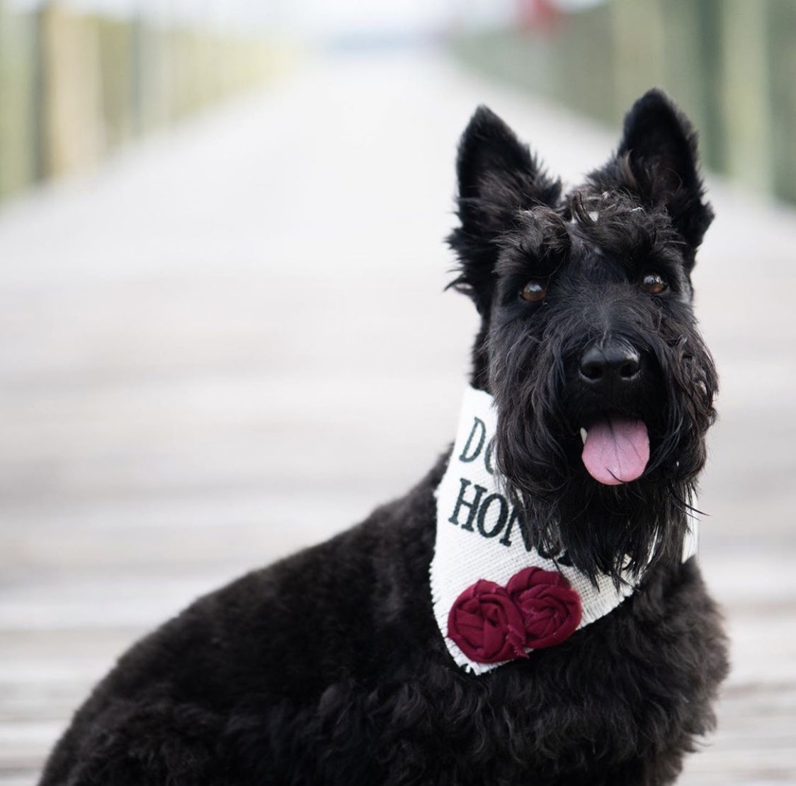 HelloHazelCo's tweet image. Still loving these sweet #dogofhonor pics! I don’t think there’s many things that can bring a big life event together like a furry family member can. Beautiful, thank you!!! 🐶💕

#dogs #wedding #engagement #dogbandana #dogaccessories #weddingideas #dogsofinstagram #smallbusiness
