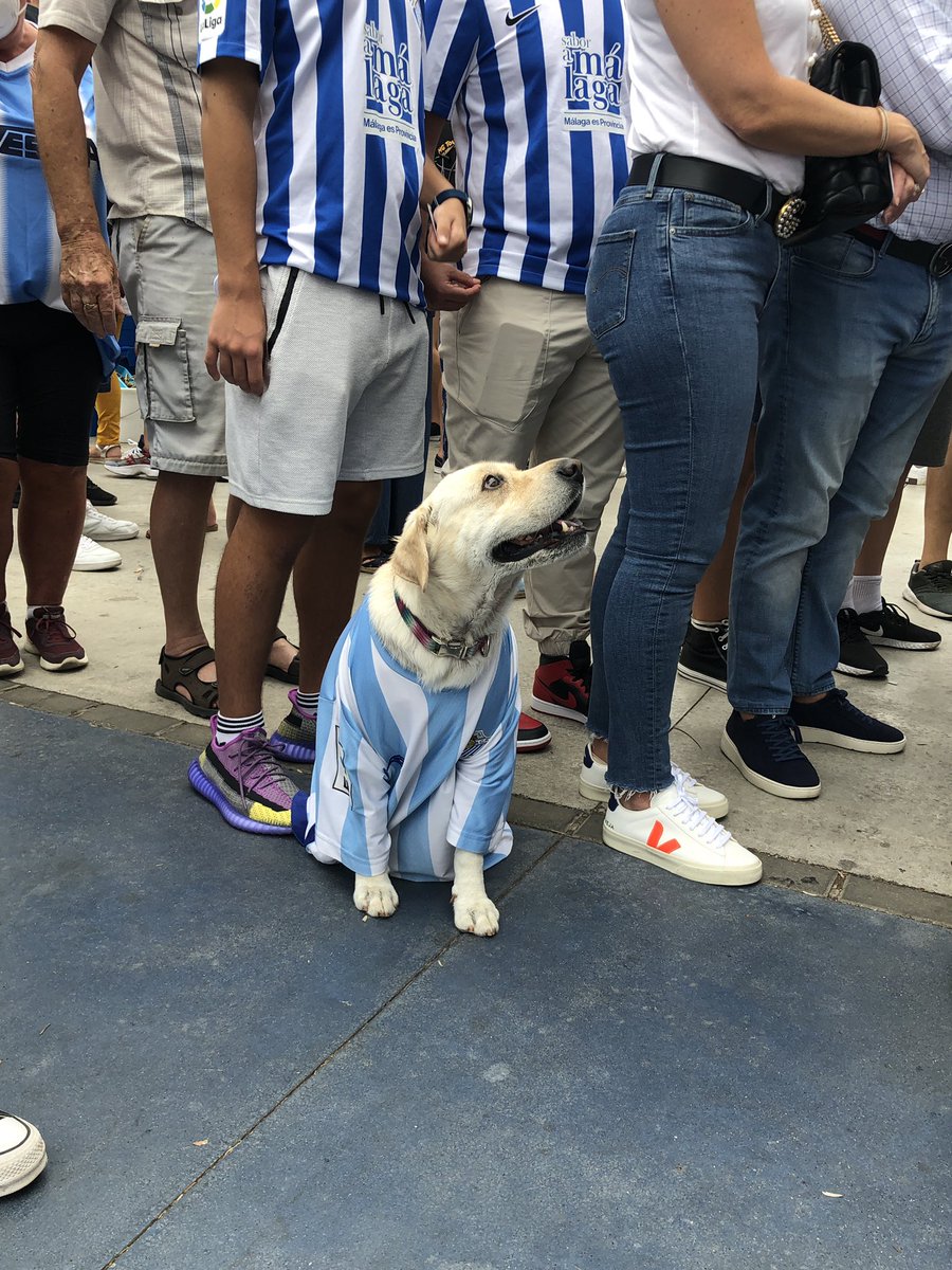 Storm_Malaga's tweet photo. Oye, @MalagaCF. Este simpático perrito malaguista de @pabloalvarezglz se está haciendo viral. Por su cara triste, creo que está pidiendo a gritos la nueva equipación de la temporada. Hágase, por favor. https://t.co/AfzXxw2ZNy