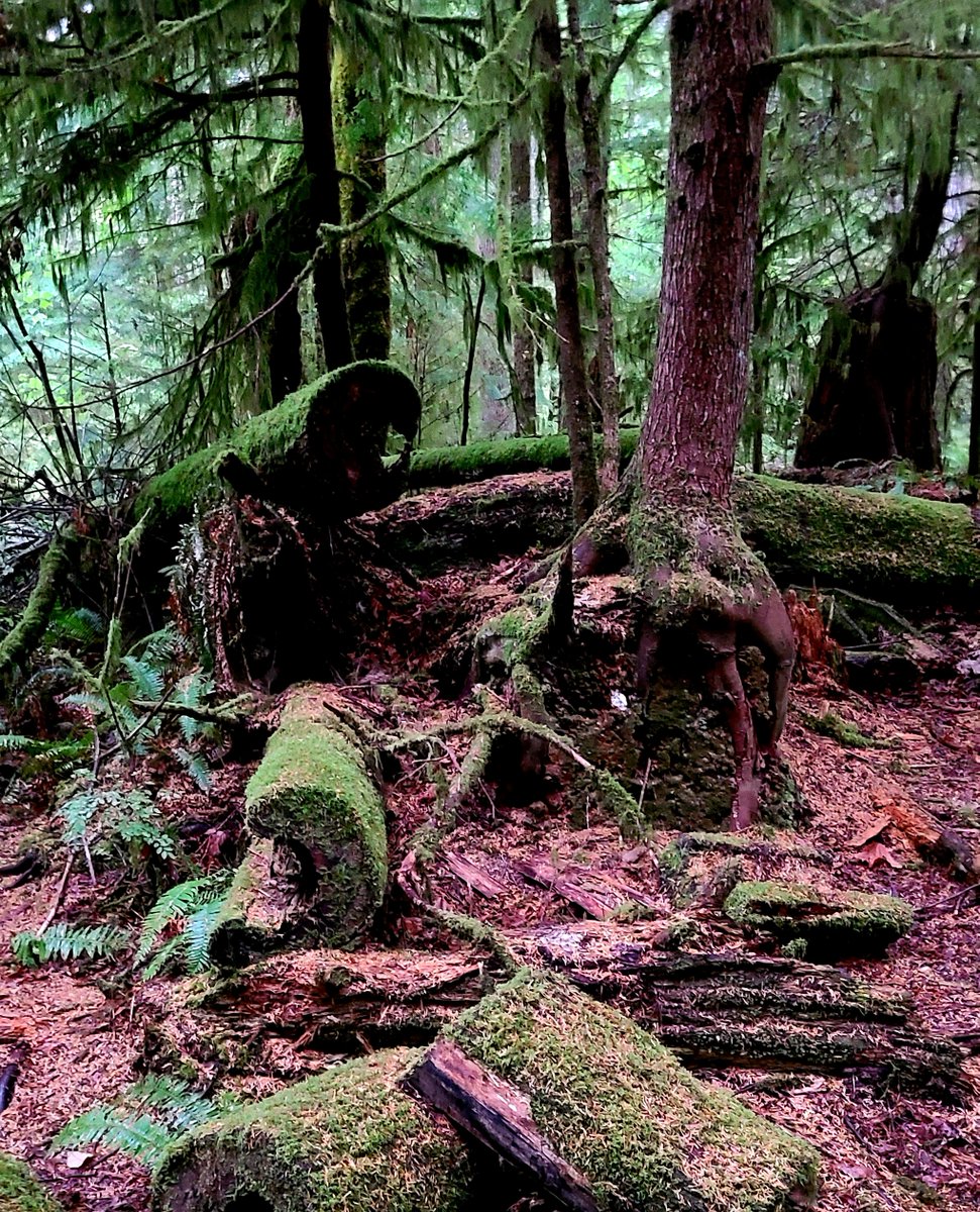 Enchanted forest hike...