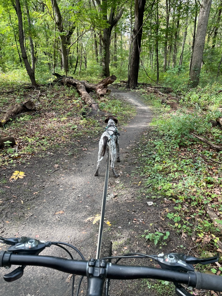 PullyDogs's tweet image. Bolt and I just #ResQwalked by Bikejoring 5.78 km in support of animals in need! Thanks  resqwalk.com