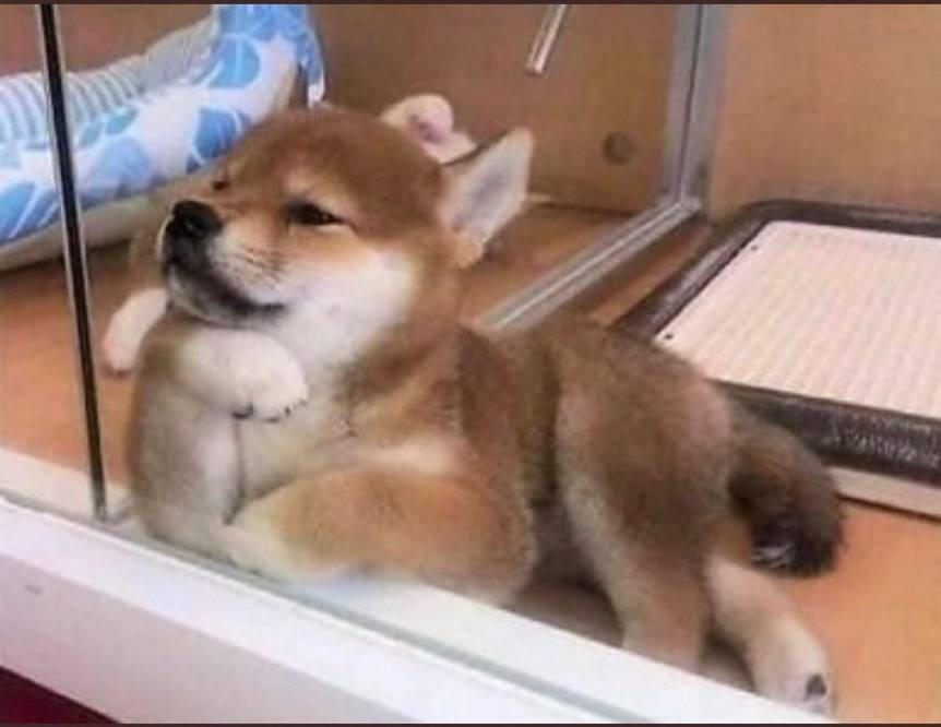 FLOKI's tweet image. #Floki says hello!