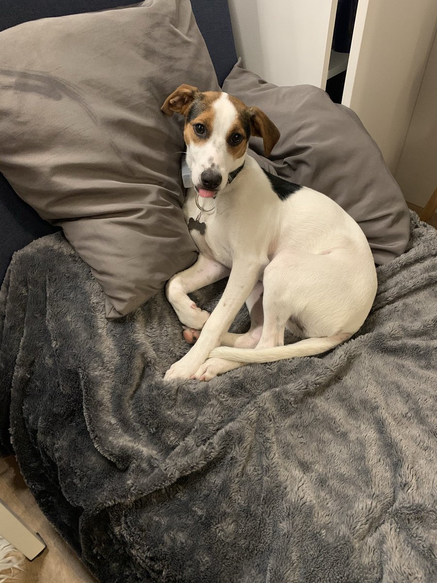 #JournéeMondialeDesAnimaux Roméo et Lily , adoptés à la <a href="/SPA_Officiel/">La SPA France</a> 🐶🐱💕 #stopabandon #JourneeMondialeDesAnimaux #internationalanimalday