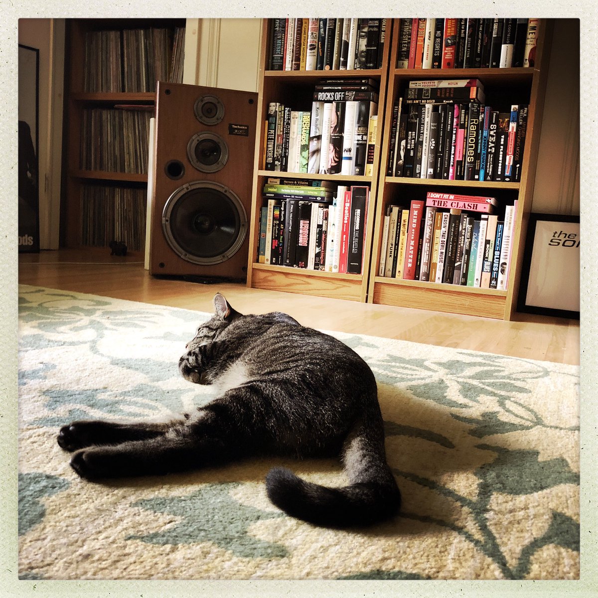 BonomoJoe's tweet photo. Believe it or not we’re blasting the New York Dolls over here. #RoughPuff #CatsOfTwitter #chillcat #indoorcats https://t.co/efGHUjUbDk