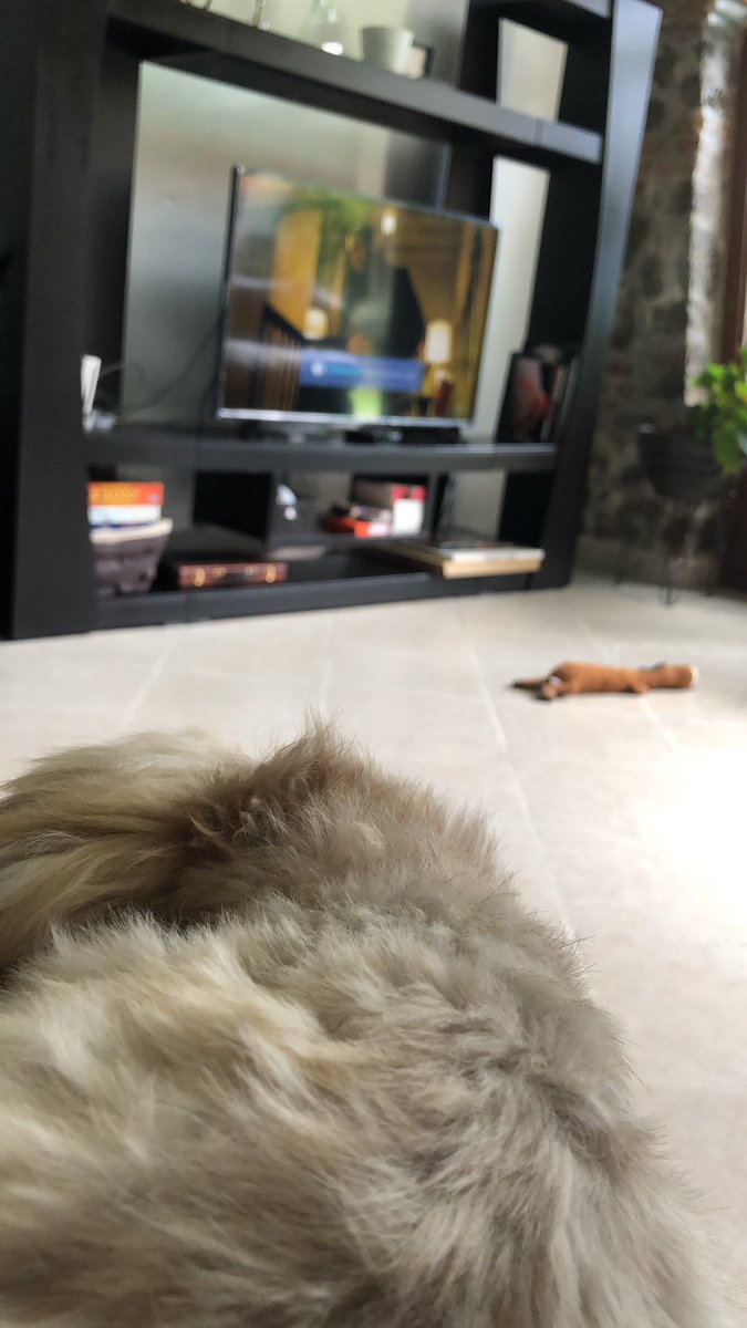 FerFranco6's tweet photo. En vista de que no se puede trabajar. 
Viendo una película con el mejor @dralbertofranc1 y un bebé 🐶 #Loreto https://t.co/VQldUVQYYD