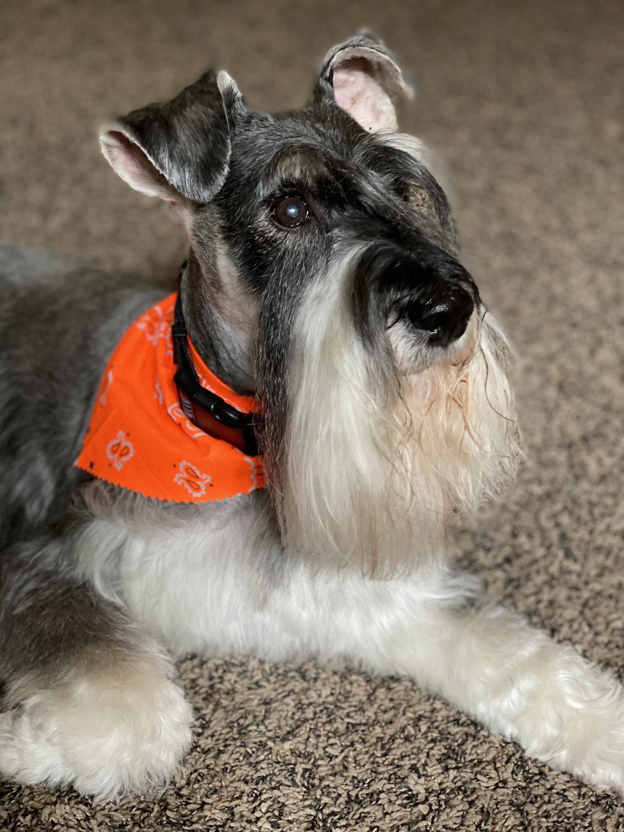 Robby_Schnauzer's tweet photo. It’s with an extremely heavy heart that I have to tell you all that my sweet boy Robby passed away yesterday. My heart is broken💔. Thank you for your prayers and positive thoughts for my sweet boy. It means the world to me. Run free boyuntil we meet again🌈🐾 #robbytheschnauzer https://t.co/J8BD0lWAj3