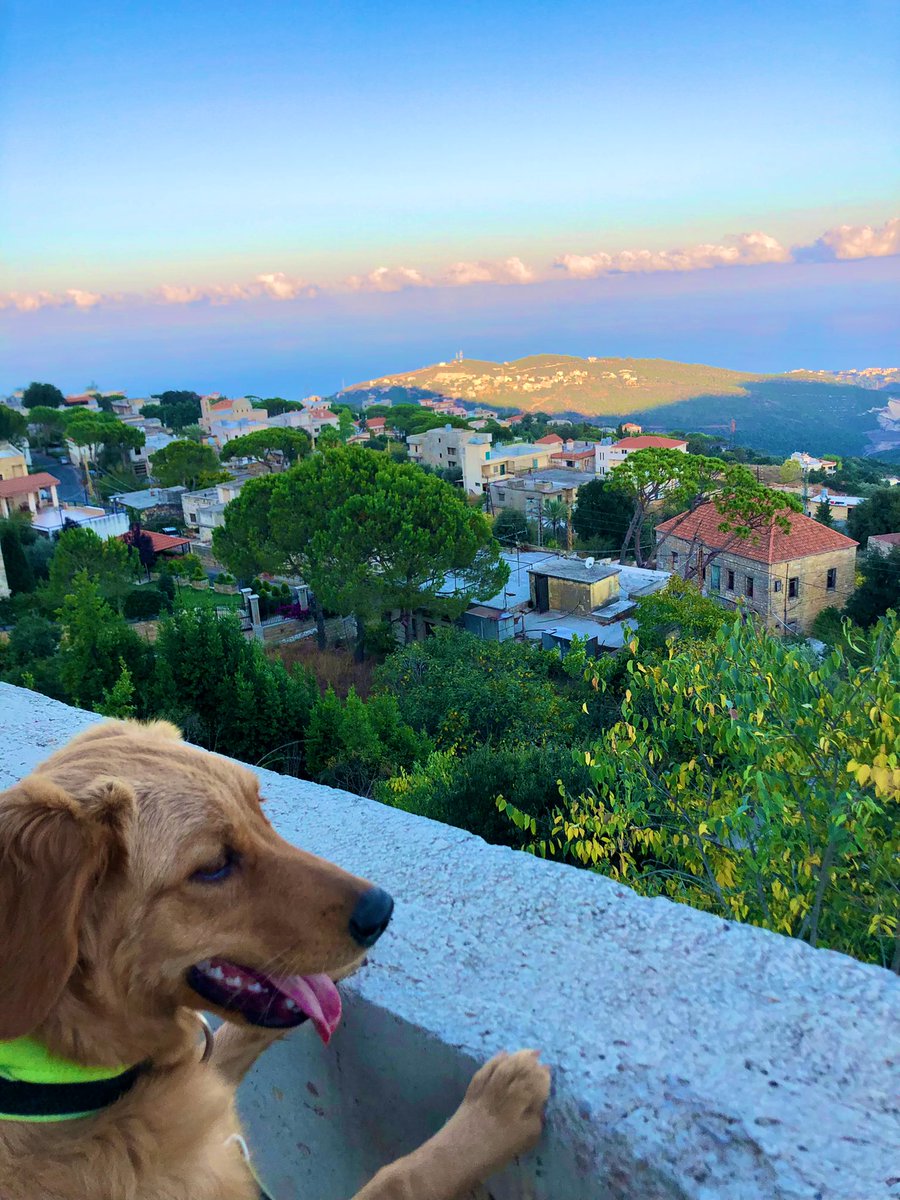 hani_jaber's tweet photo. Queen 🦮 being amazed with the view https://t.co/ez8XLQWKI0