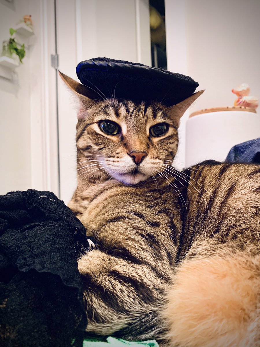 catdactyl's tweet photo. Since I can’t post on instagram right now, twitter gets this beautiful portrait from Sammich’s latest photoshoot. Yw. https://t.co/RT82beZNgi