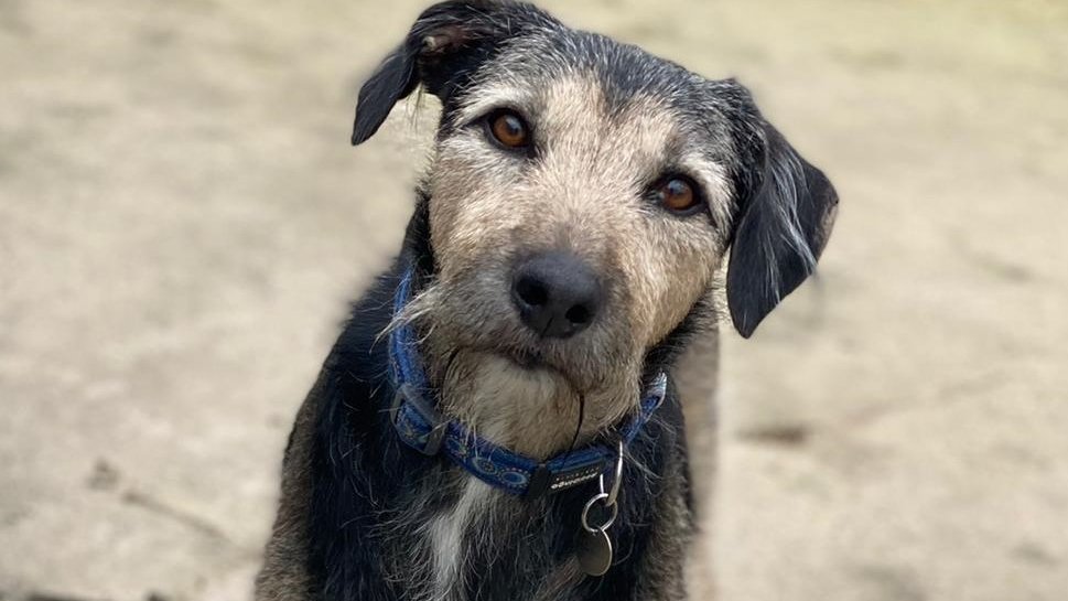 AdoptionsUk's tweet photo. Please retweet to help Danny find a home #LIVERPOOL #ENGLAND 

 HE'S BEEN IN THE SHELTER FOR 3 YEARS! 

Now aged 9, looking for and experienced adult home as the only pet. Please share to help him?

DETAILS or APPLY👇
https://t.co/9jWcgZRfRj
#dogs #pets #animals #AdoptDontShop https://t.co/Jmales5UdK