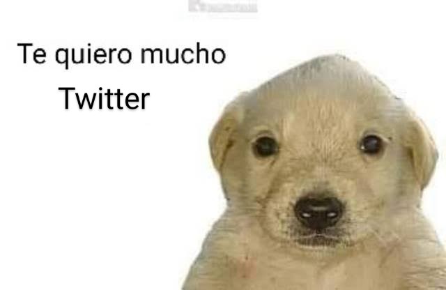 brindiswe's tweet photo. Yo después de no abrir Twitter por un año:
#WhatsApp #Telegram https://t.co/v6ZbaBzdsR
