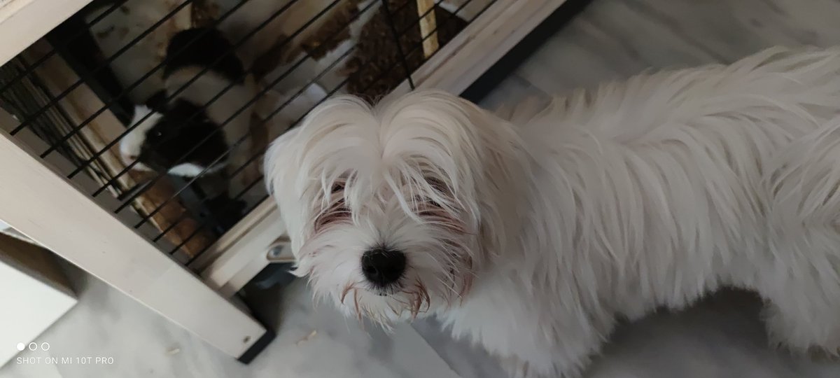 AnaBoli90's tweet photo. No sabemos nada del amor si no queremos a los animales (Fred Wander) #DiaMundialDeLosAnimales https://t.co/3UudMGh39I