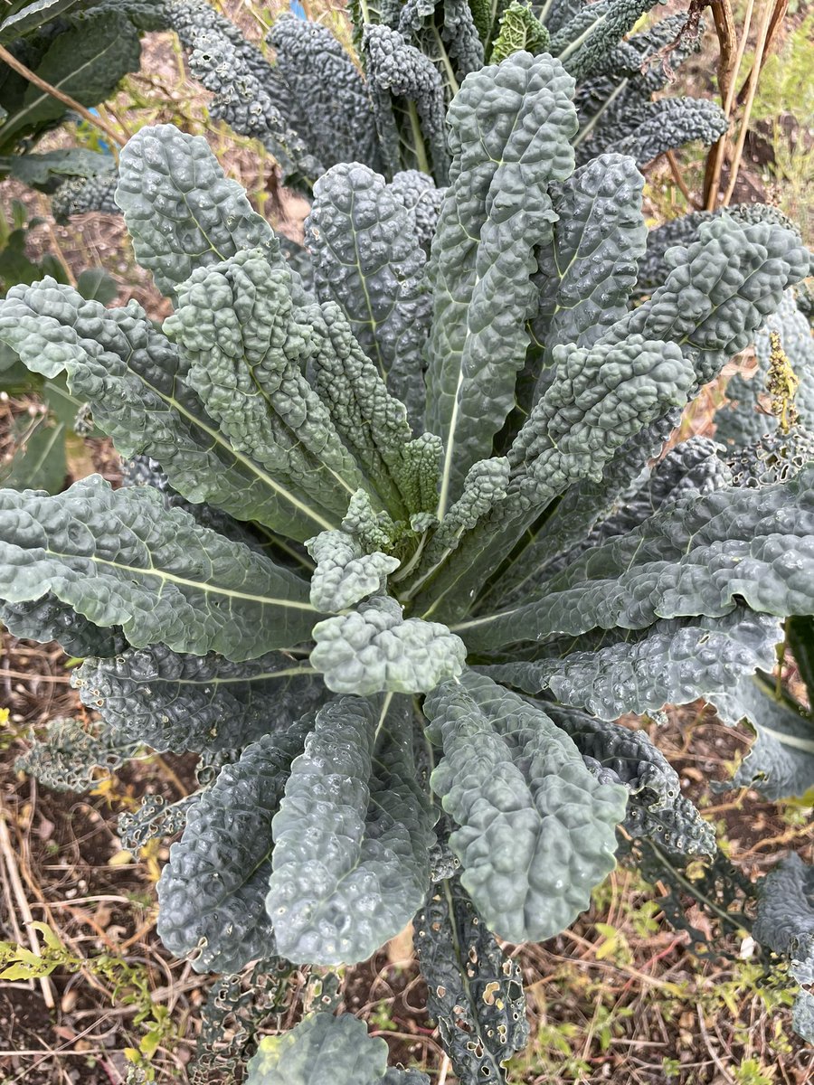 Things grow even if you ignore them! Nature is amazing…