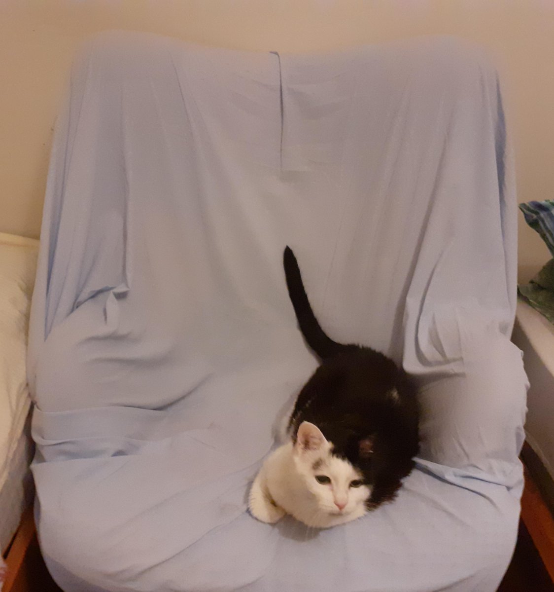 here's my 19 years old girl chilling on her trone :) i love her so much
Author: u/DaLollix
reddit.com/r/cats/comment…
via r/cats