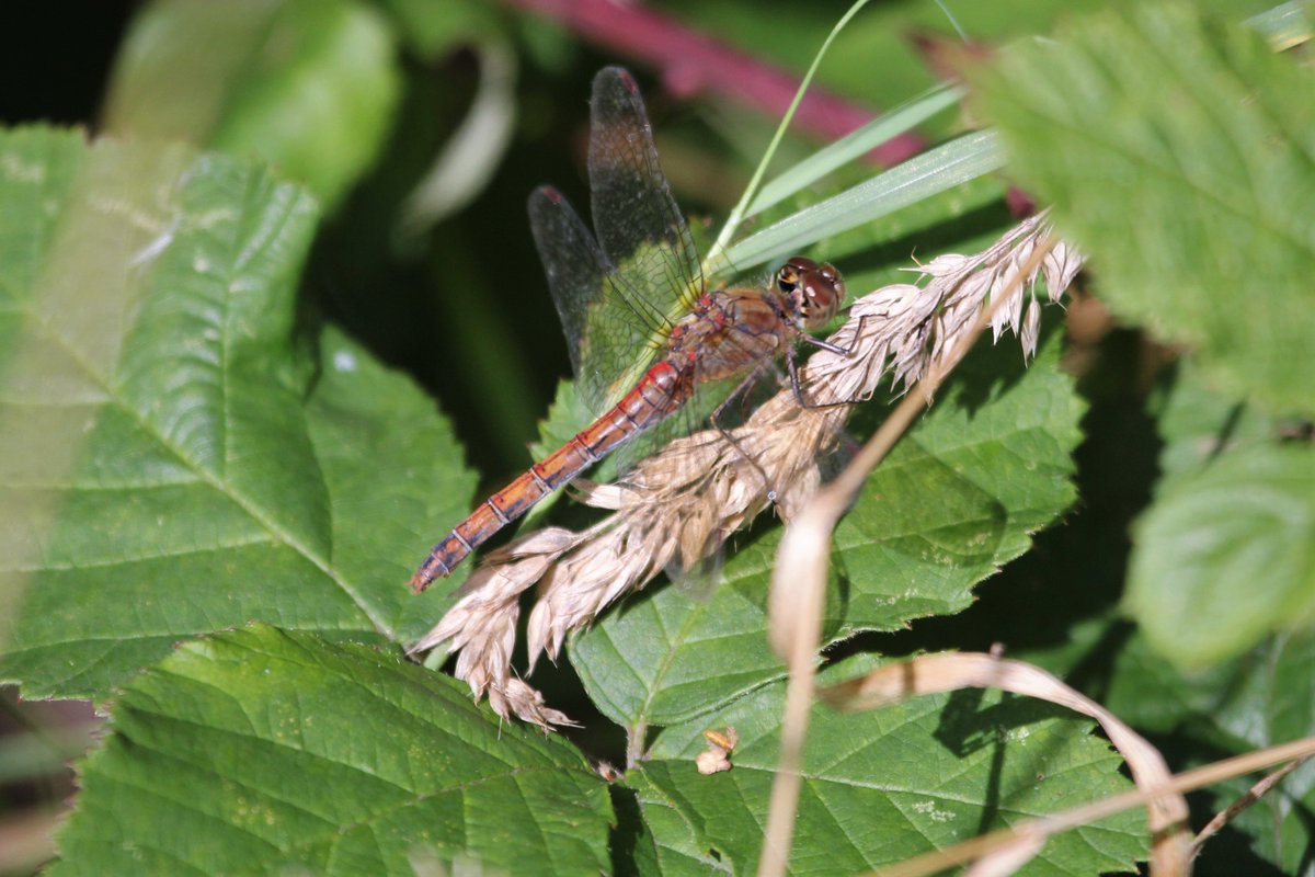 raptorwatcher's tweet photo. #MigrantHawker #CommonDarters #EmeraldDamselflies mating on my first walk in over a month at our local patch #MessinghamSandQuarry @LincsWildlife @BDSdragonflies @DilgerTV #EnjoyNature https://t.co/3WZXt1cJ1H